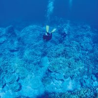 ロタブルーの海の中には神秘的な青の世界が広がる